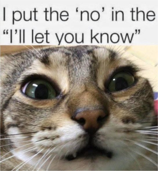 the know caturday majorgeeks.jpg
